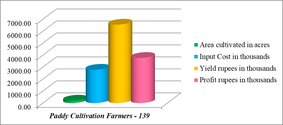 Paddy Cultivation