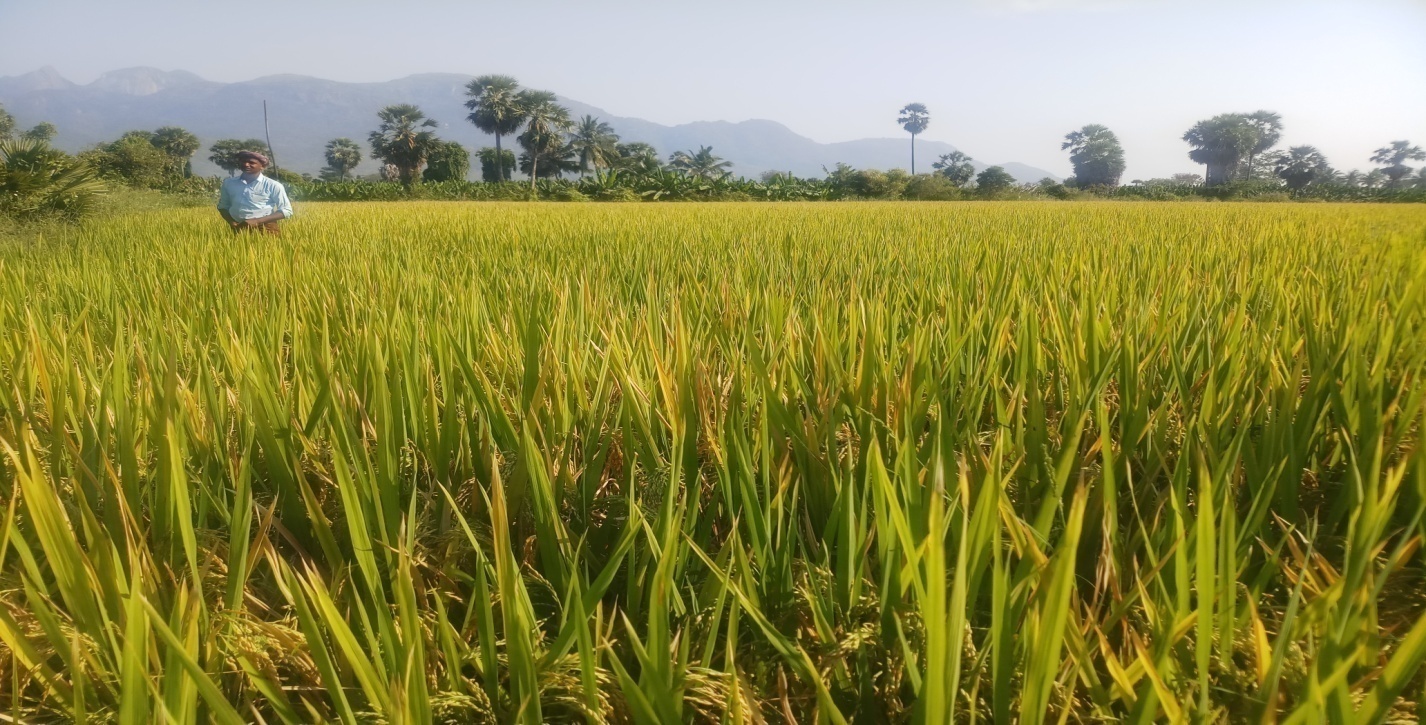 Paddy Harvest