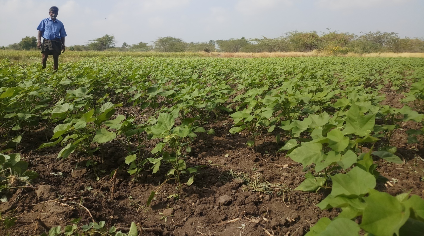 Cotton Harvest
