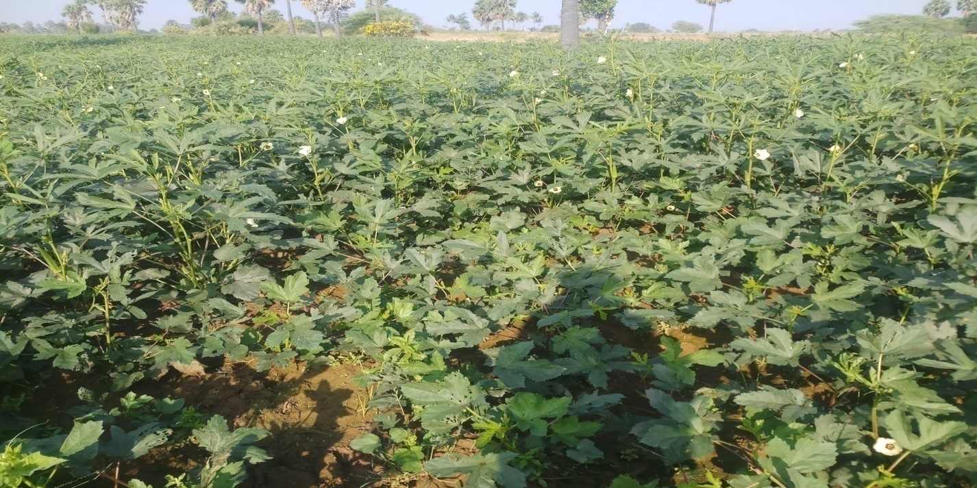 Vegetables Harvest