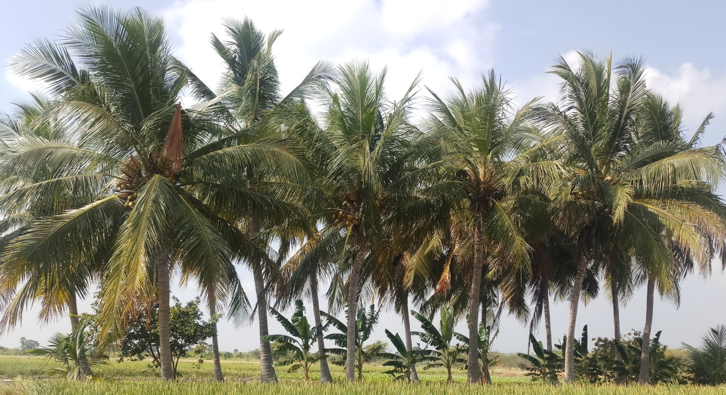 Coconut Harvest