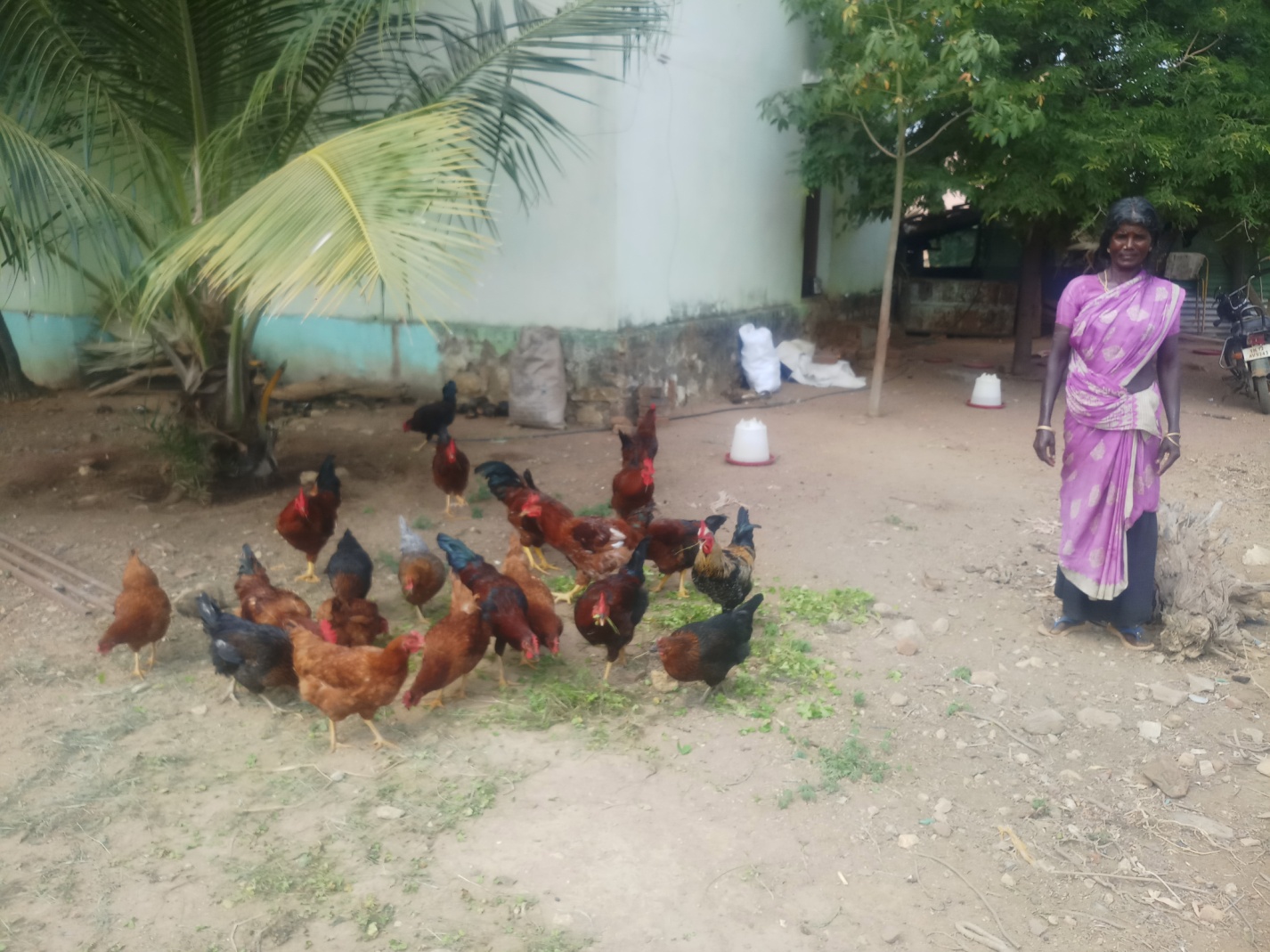 Animal Husbandry 2
